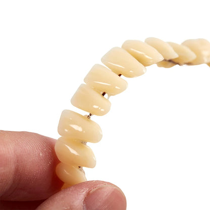 3size Universal Resin False Teeth Resin Model Durable Dentures Dental Material Teeth Teaching Model Dedicated Teeth