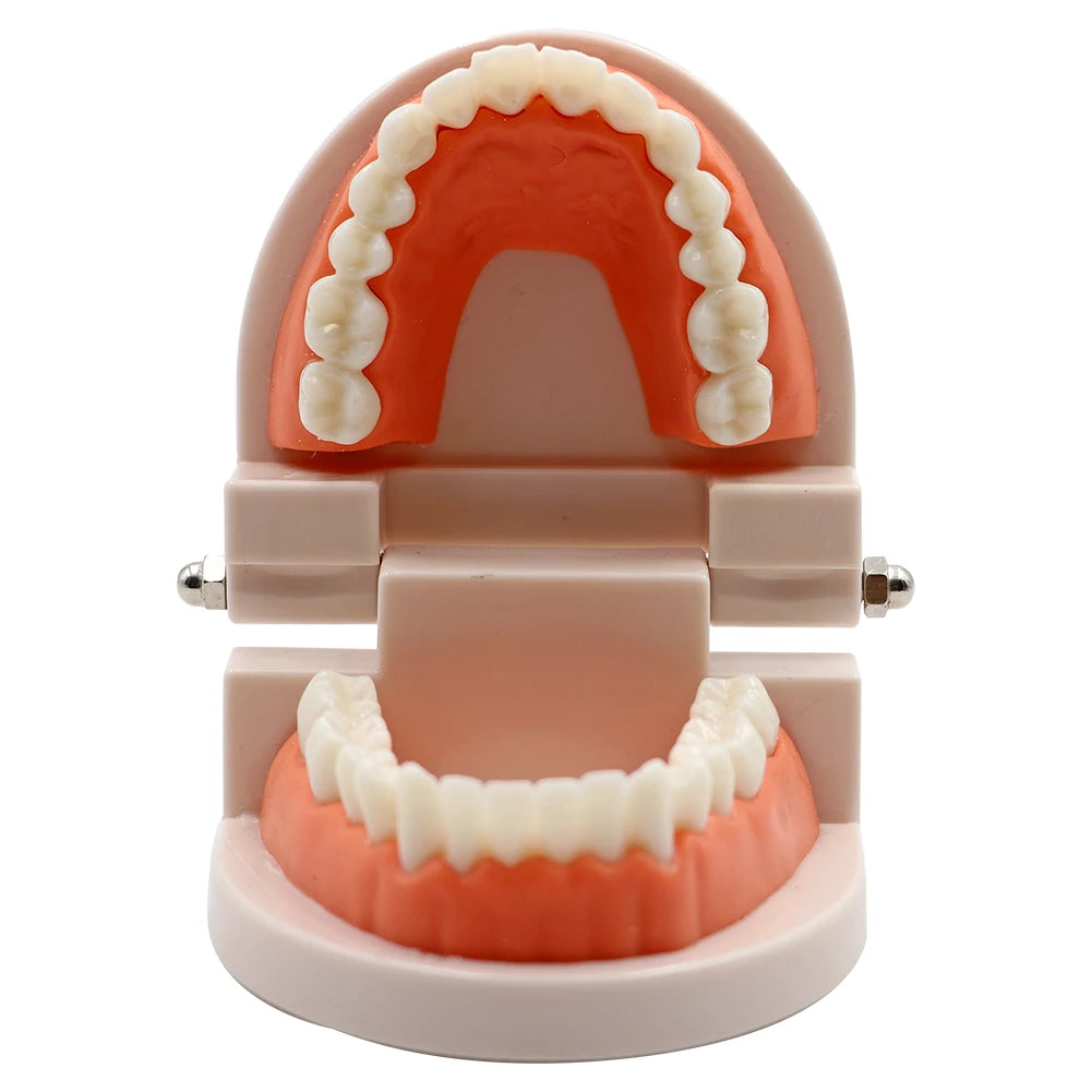 1pc Dental Teeth Model Standard Teeth Teaching Adult Tooth Model Study Training Tool Dentistry Lab Teeth Learn Material