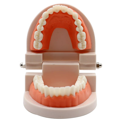 1pc Dental Teeth Model Standard Teeth Teaching Adult Tooth Model Study Training Tool Dentistry Lab Teeth Learn Material