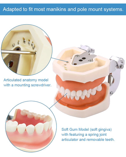 28/32 Dental Teeth Model For Dental Technician Practice Training Studyting Dentistry Typodont Models With Removable Tooth