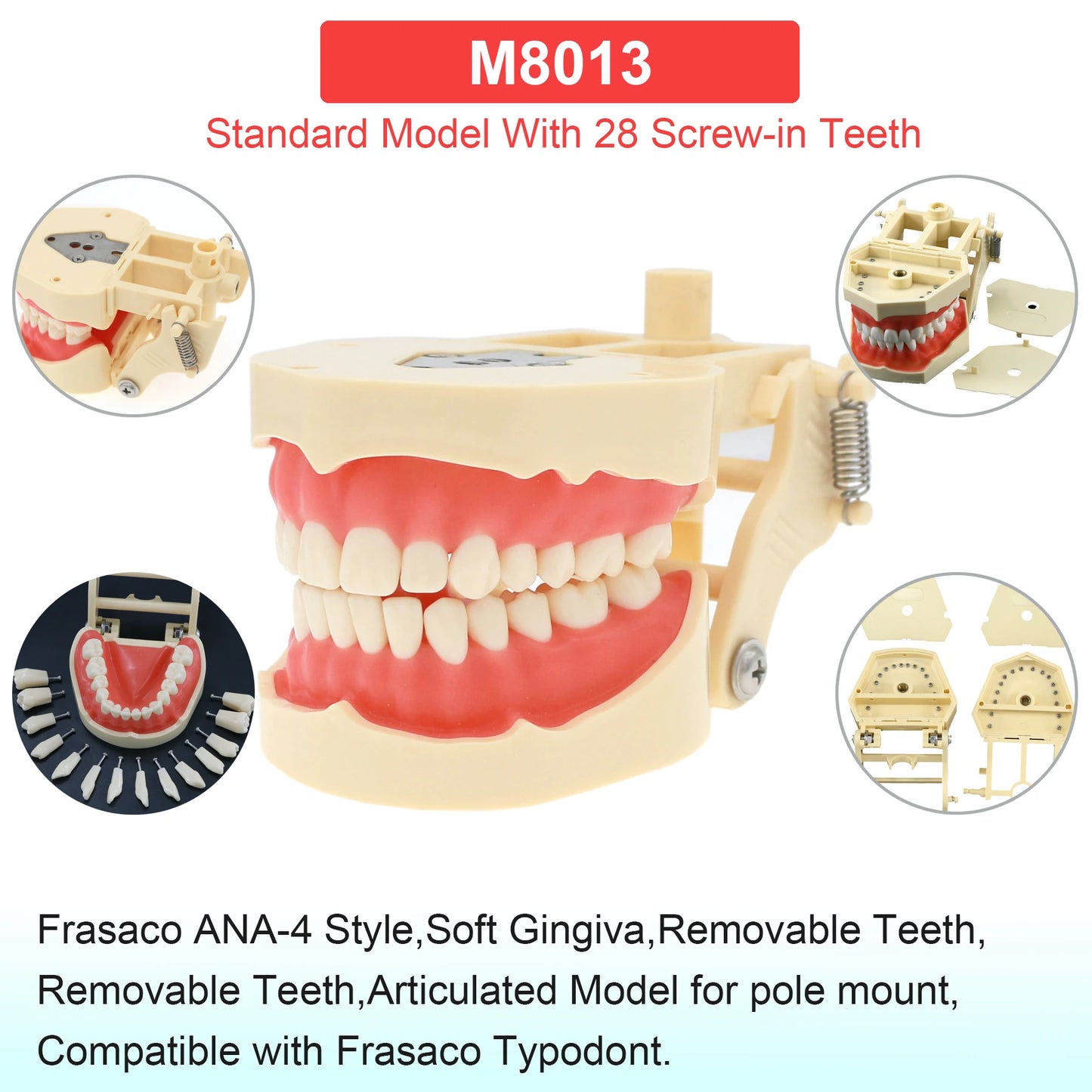 Dental Teeth Model Dental Teaching Models Implant Model Removable Dentistry Model Teeth For Training Studying Patient Education