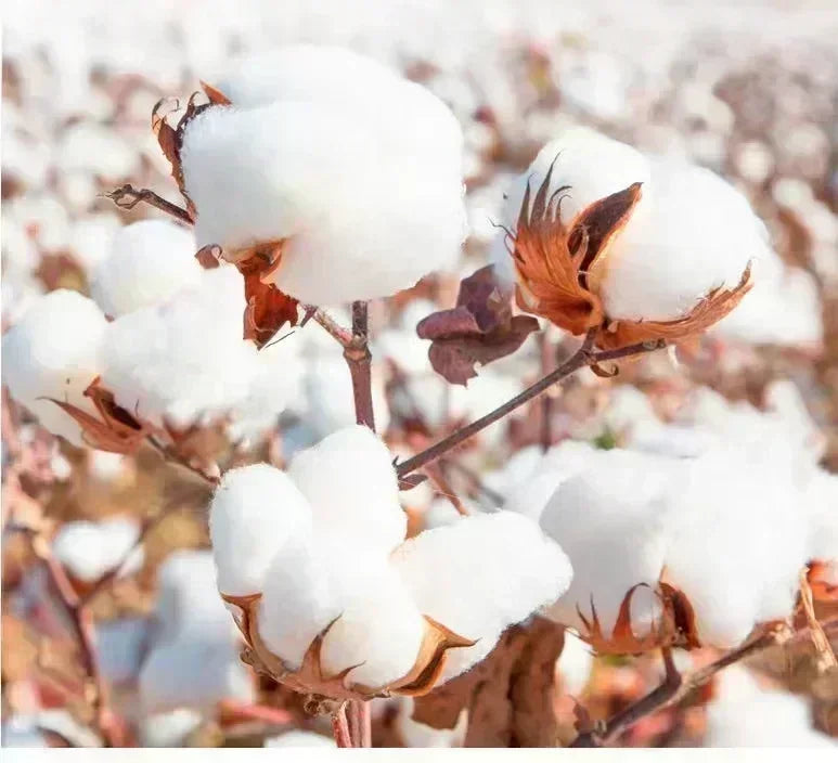 Women T-shirts Babymonster Tshirt Women's Cotton Crew Neck Printed T-Shirt Bias Ahyeon Asa Rami Rora Ruka Rami Pharita Chiquita