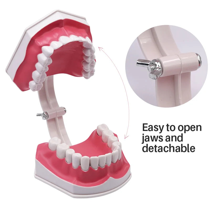 Giant Teeth Model with Toothbrush and Removable Teeth Standard Human Teeth Didactic Teaching Demonstration Education