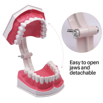 Giant Teeth Model with Toothbrush and Removable Teeth Standard Human Teeth Didactic Teaching Demonstration Education