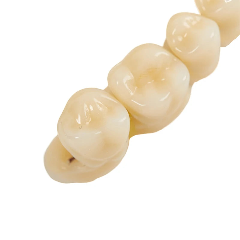 3size Universal Resin False Teeth Resin Model Durable Dentures Dental Material Teeth Teaching Model Dedicated Teeth