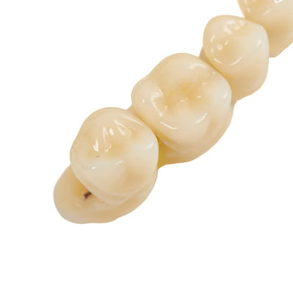 3size Universal Resin False Teeth Resin Model Durable Dentures Dental Material Teeth Teaching Model Dedicated Teeth