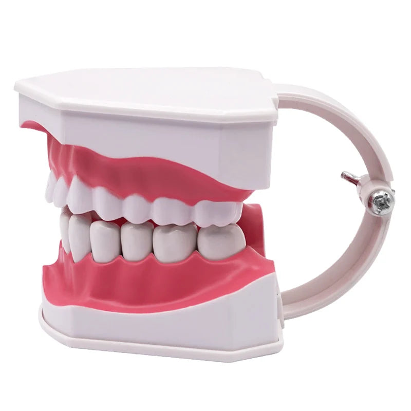 Giant Teeth Model with Toothbrush and Removable Teeth Standard Human Teeth Didactic Teaching Demonstration Education