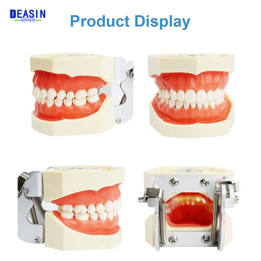 28/32 Dental Teeth Model For Dental Technician Practice Training Studyting Dentistry Typodont Models With Removable Tooth