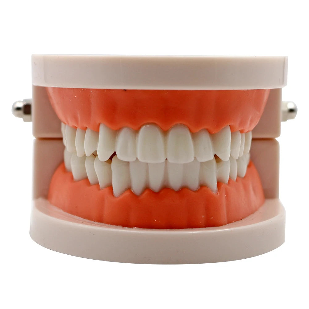 1pc Dental Teeth Model Standard Teeth Teaching Adult Tooth Model Study Training Tool Dentistry Lab Teeth Learn Material