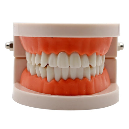 1pc Dental Teeth Model Standard Teeth Teaching Adult Tooth Model Study Training Tool Dentistry Lab Teeth Learn Material
