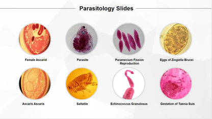 50 Pieces Set School Supplies Microscope Mixed Histology Prepared Slides for Educational Student