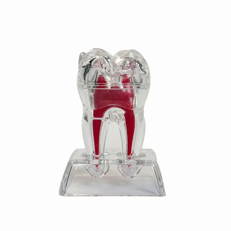 Dental Anatomical Model Transparent Luminous Detachable Single Tooth Decomposition Dentistry Clinic Ornaments 4xTeeth 70mm