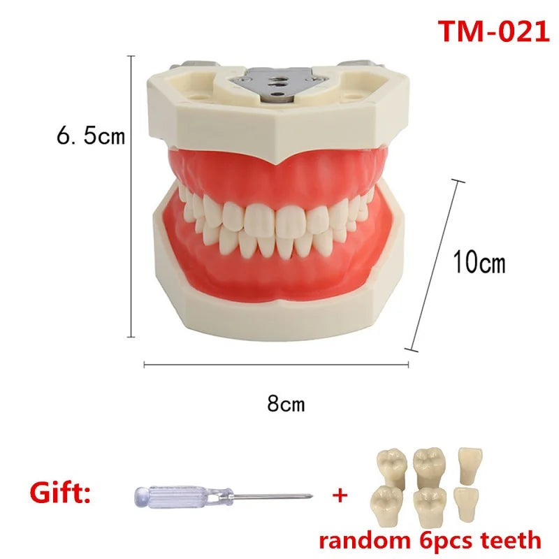 28/32 Teeth Model For Dental Technician Practice Training Jaw Typodont  Standard Dental Model Teeth Teaching Model With Soft Gum