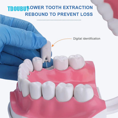 Teeth Model for Kids - 2 Times Teeth Model Large Teeth Model with Toothbrush Oversized Dental Model for Teeth Brushing