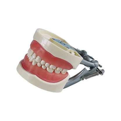 28/32 Teeth Model For Dental Technician Practice Training Jaw Typodont  Standard Dental Model Teeth Teaching Model With Soft Gum