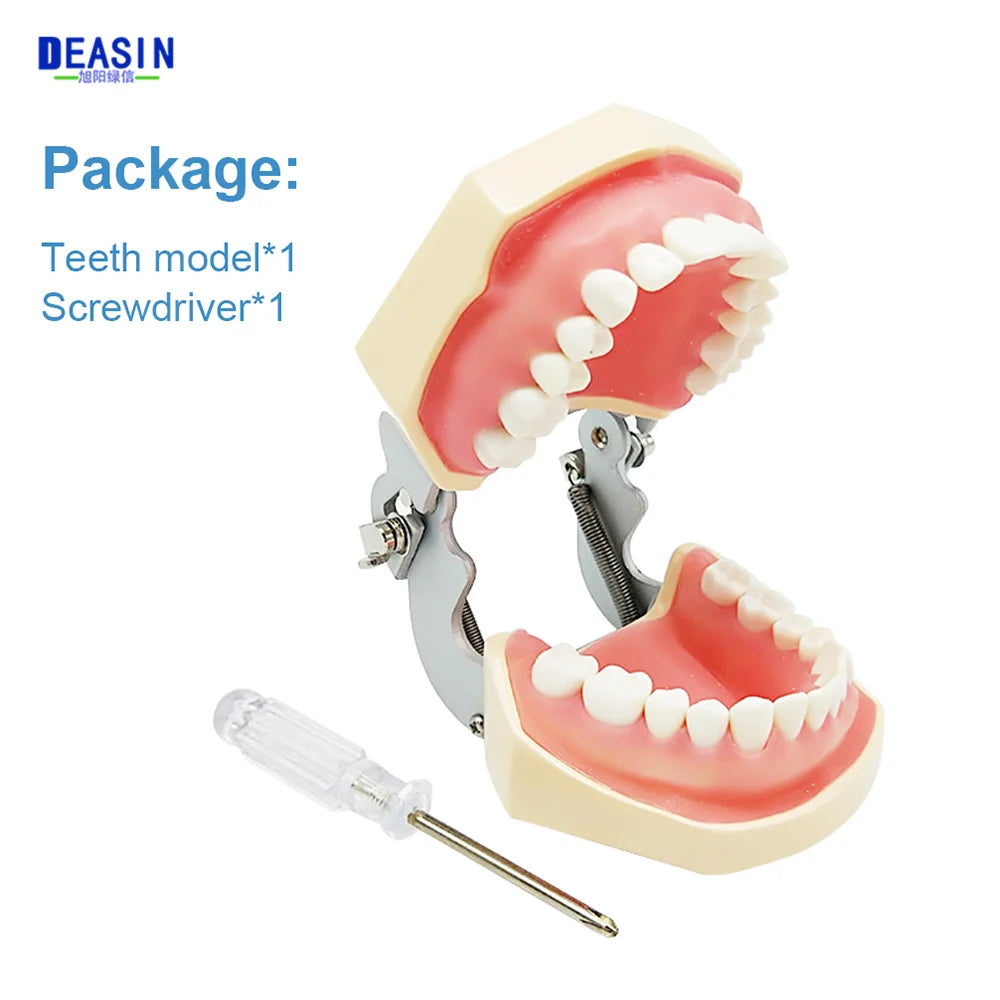 28/32 Dental Teeth Model For Dental Technician Practice Training Studyting Dentistry Typodont Models With Removable Tooth