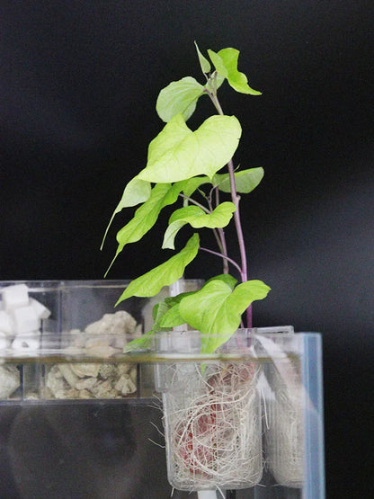 Fish Bubbles Aquarium Water Grass Cup Multiple plant hydroponics Hydroponic planting basket For fish tank landscape