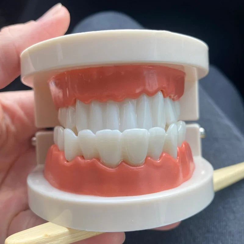 Dental Teeth Models Teaching Study Demonstration Tool Standard Model Students Furnishings Medical Teaching Aids Kids Doctor Toy