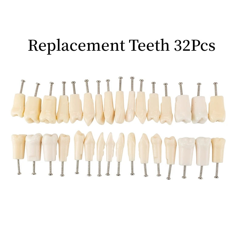 28/32 Teeth Model Dental Teaching Model Soft Gum Typodont Teeth Model Dentist Technician Practice Training Demonstration Model