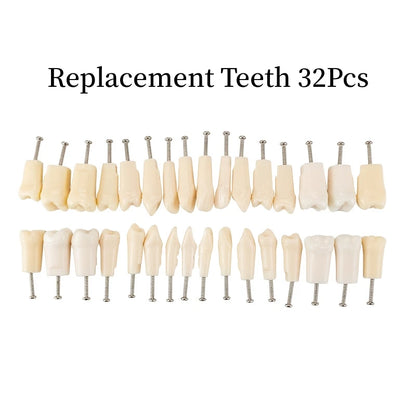 28/32 Teeth Model Dental Teaching Model Soft Gum Typodont Teeth Model Dentist Technician Practice Training Demonstration Model