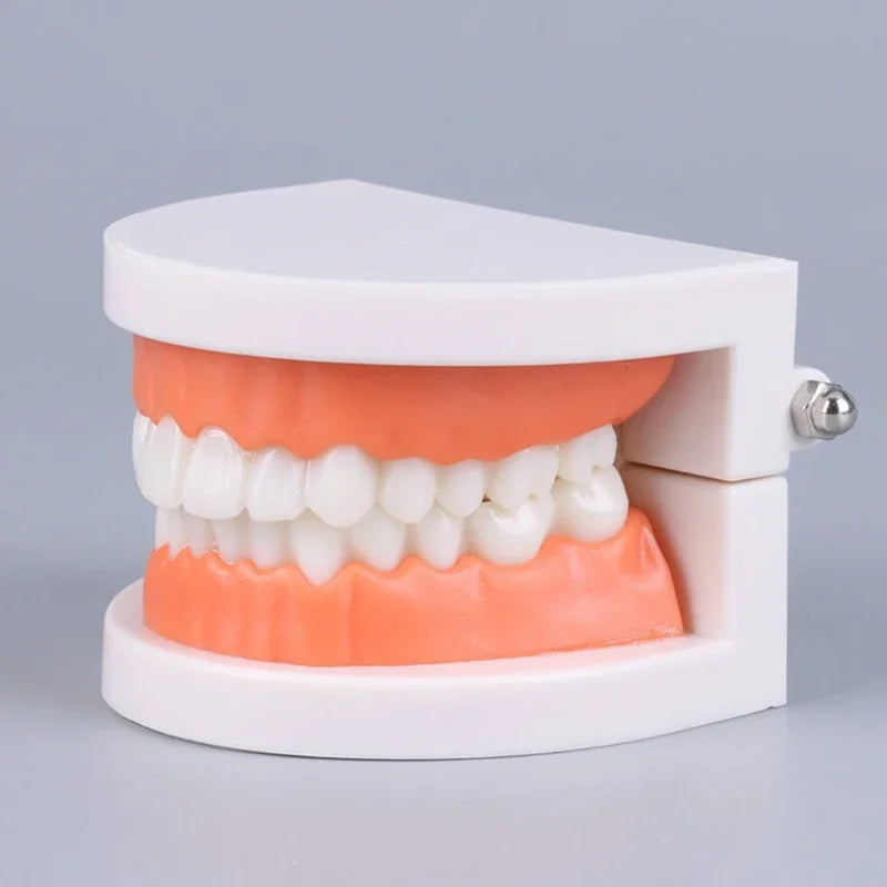 Dental Teeth Models Teaching Study Demonstration Tool Standard Model Students Furnishings Medical Teaching Aids Kids Doctor Toy