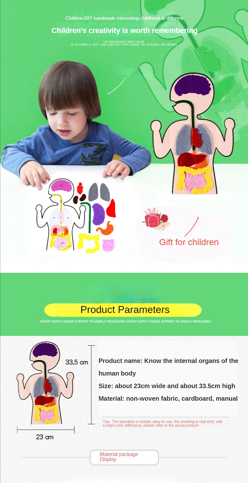Biology teacher accessories DIY Organ Teaching Aids Scholar kit Home School Biological Science Educational Toys For Children  88