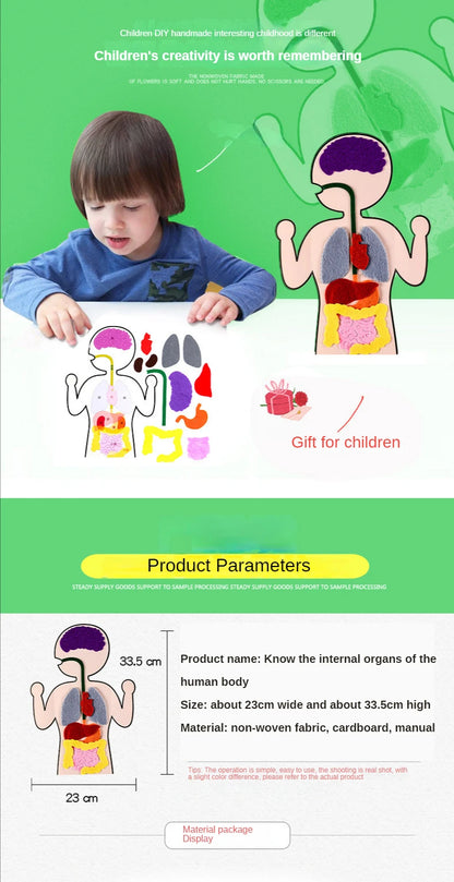 Biology teacher accessories DIY Organ Teaching Aids Scholar kit Home School Biological Science Educational Toys For Children  88