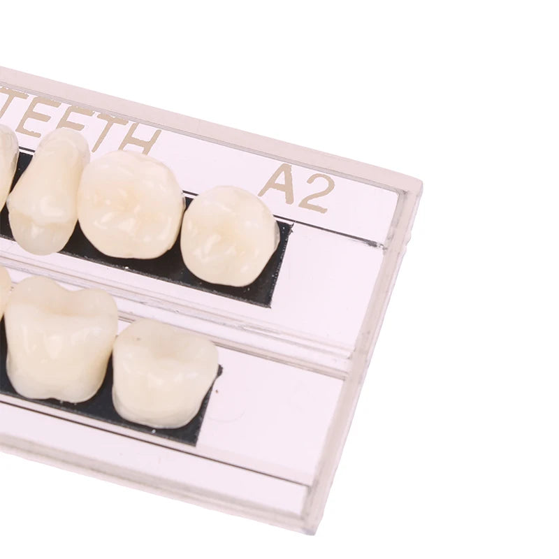 Dental Material Teeth Teaching Model Dedicated Teeth Dental Material Teeth Care Tool Dental Oral Material