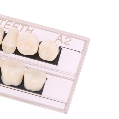 Dental Material Teeth Teaching Model Dedicated Teeth Dental Material Teeth Care Tool Dental Oral Material