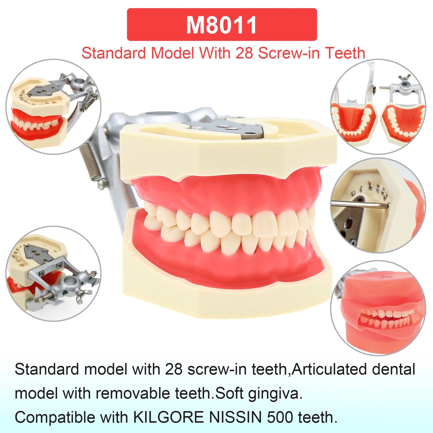 Dental Teeth Model Dental Teaching Models Implant Model Removable Dentistry Model Teeth For Training Studying Patient Education