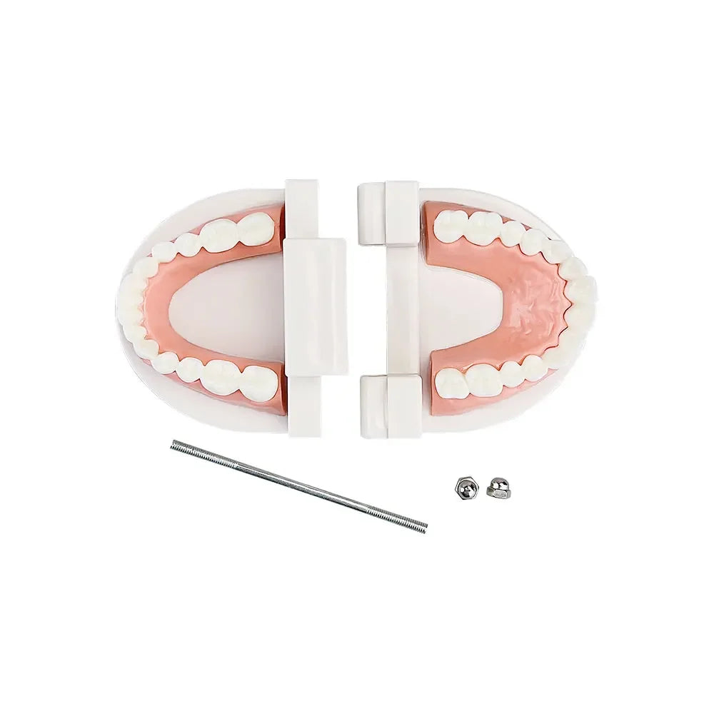 Dental Teeth Models Teaching Study Demonstration Tool Standard Model Students Furnishings Medical Teaching Aids Kids Doctor Toy