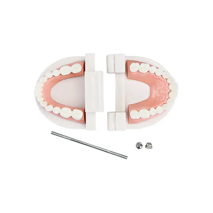 Dental Teeth Models Teaching Study Demonstration Tool Standard Model Students Furnishings Medical Teaching Aids Kids Doctor Toy