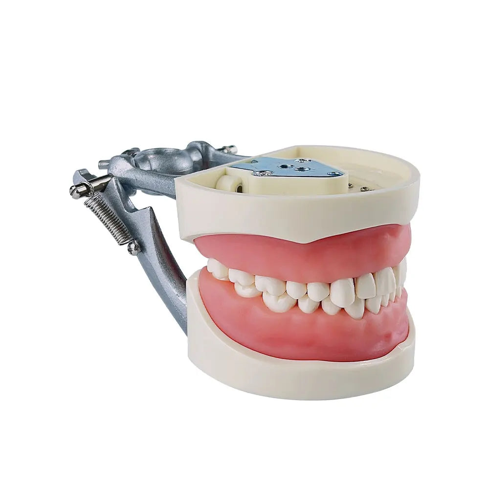 28/32 Teeth Model For Dental Technician Practice Training Jaw Typodont  Standard Dental Model Teeth Teaching Model With Soft Gum