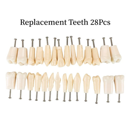 28/32 Teeth Model Dental Teaching Model Soft Gum Typodont Teeth Model Dentist Technician Practice Training Demonstration Model