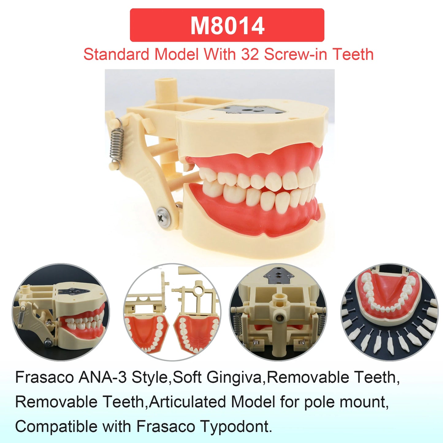 Dental Teeth Model Dental Teaching Models Implant Model Removable Dentistry Model Teeth For Training Studying Patient Education