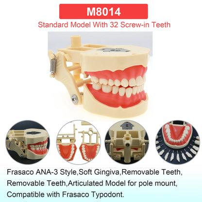 Dental Teeth Model Dental Teaching Models Implant Model Removable Dentistry Model Teeth For Training Studying Patient Education