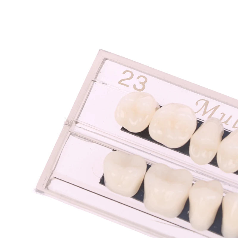 Dental Material Teeth Teaching Model Dedicated Teeth Dental Material Teeth Care Tool Dental Oral Material