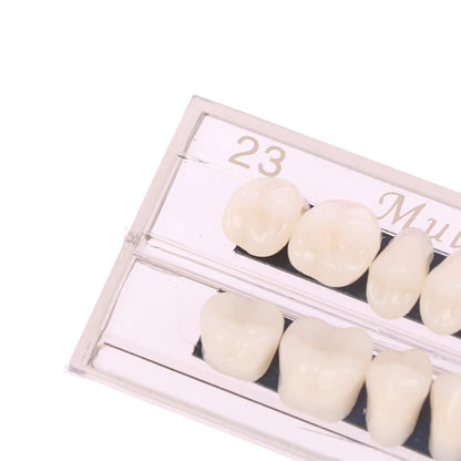 Dental Material Teeth Teaching Model Dedicated Teeth Dental Material Teeth Care Tool Dental Oral Material