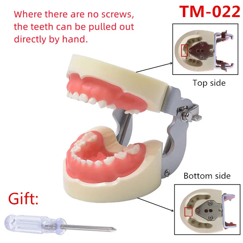 41 Styles Dental Model Teeth Teaching Model Dentist Typodont Orthodontic Jaw Model For Studying   Dentistry Products Accessories