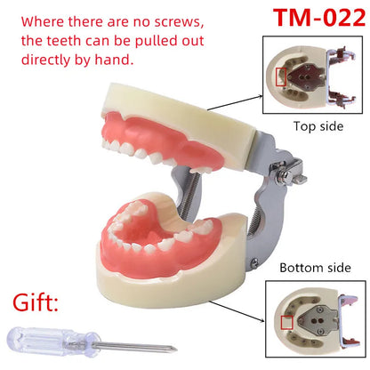 41 Styles Dental Model Teeth Teaching Model Dentist Typodont Orthodontic Jaw Model For Studying   Dentistry Products Accessories