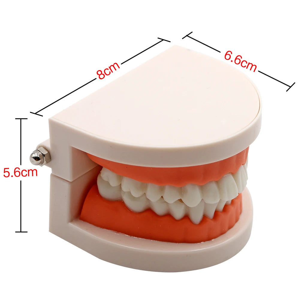 1pc Dental Teeth Model Standard Teeth Teaching Adult Tooth Model Study Training Tool Dentistry Lab Teeth Learn Material