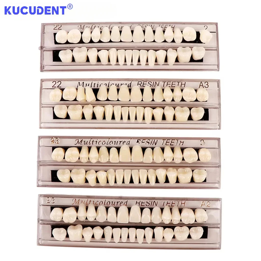28teeth Resin Denture Teeth Dental Synthetic Resin Teeth Teeth Teaching Model Permanent Teeth Model Dental Material