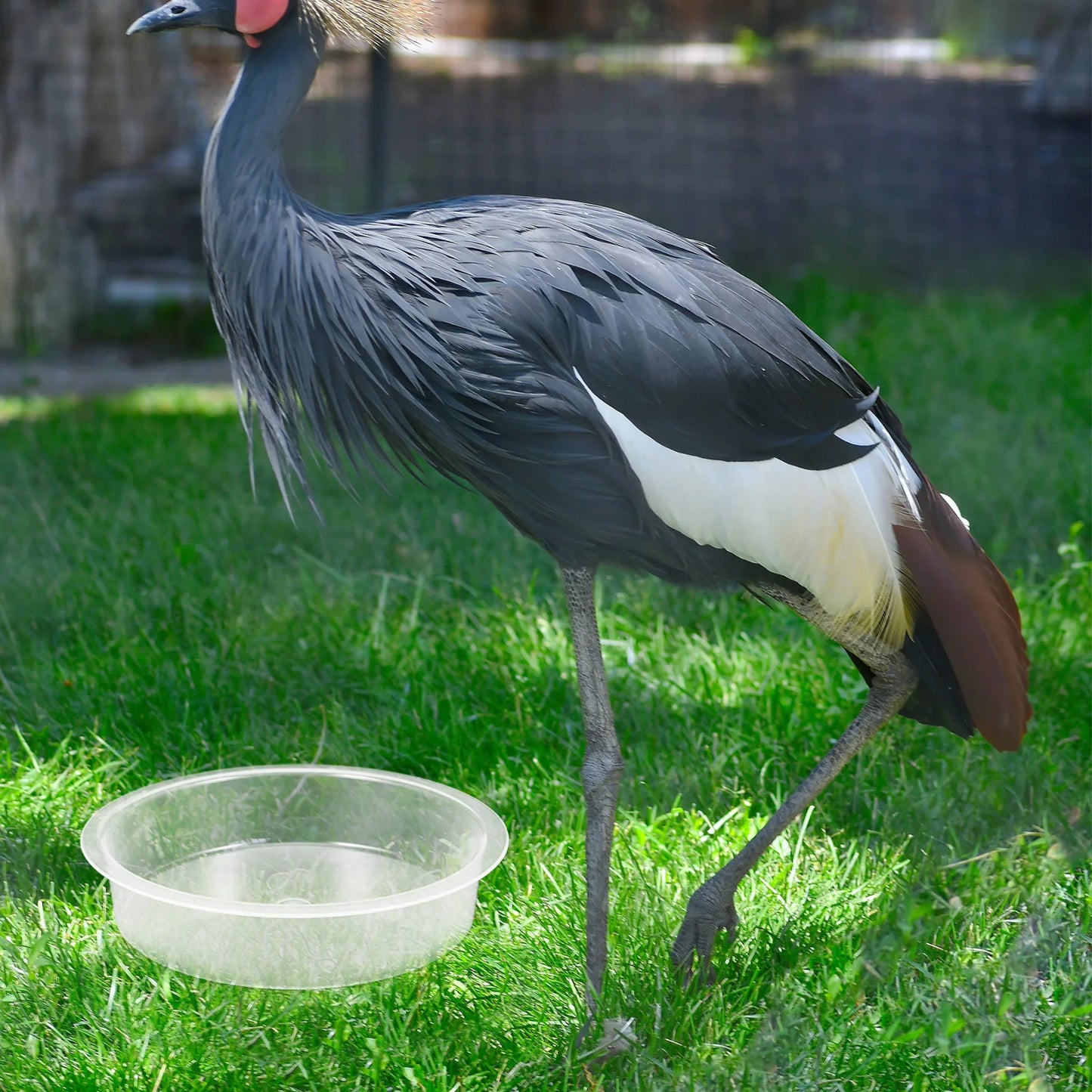 2 Pcs Bird Feeder Water Tray Feeding Bowls Dish for Birds Outdoor Cage Pp Trays & Watering Supplies Round Birdbath Hummingbird