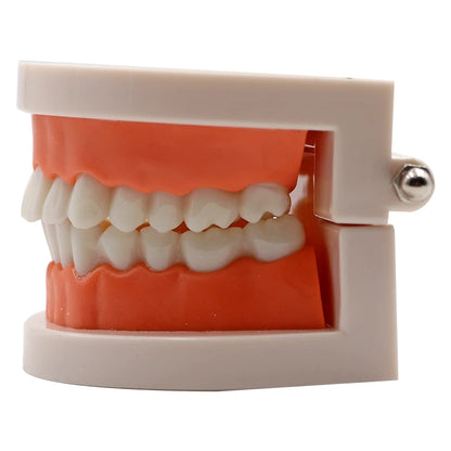 1pc Dental Teeth Model Standard Teeth Teaching Adult Tooth Model Study Training Tool Dentistry Lab Teeth Learn Material