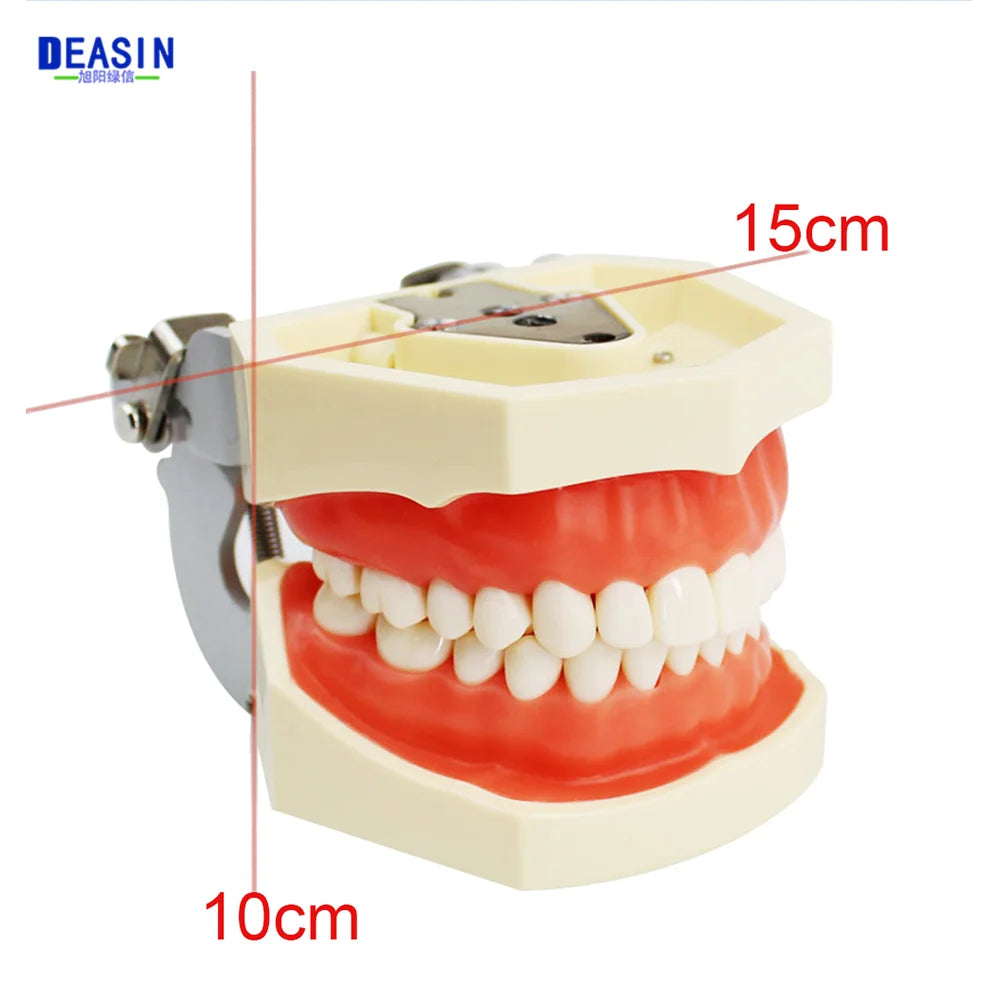 28/32 Dental Teeth Model For Dental Technician Practice Training Studyting Dentistry Typodont Models With Removable Tooth