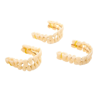 3size Universal Resin False Teeth Resin Model Durable Dentures Dental Material Teeth Teaching Model Dedicated Teeth
