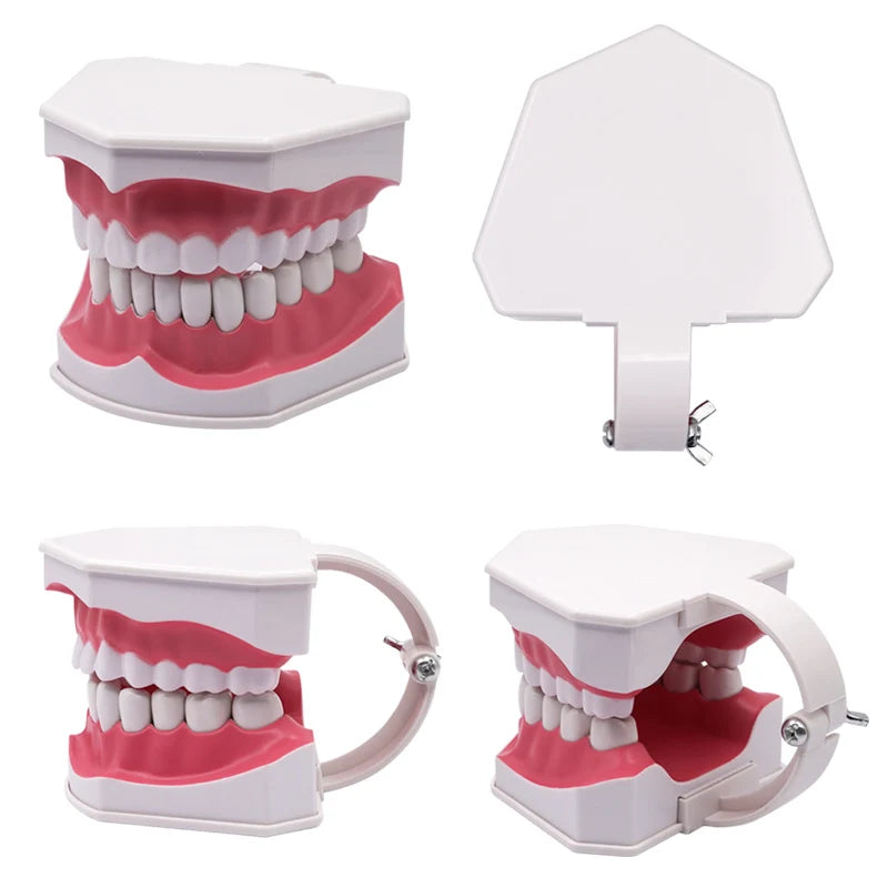 Giant Teeth Model with Toothbrush and Removable Teeth Standard Human Teeth Didactic Teaching Demonstration Education