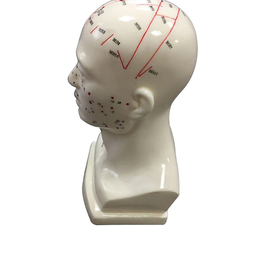 Head Acupuncture Model 20CM Chinese Traditional Medical High Definition Face Facial Acupoint Acupuncture Point Teaching Model