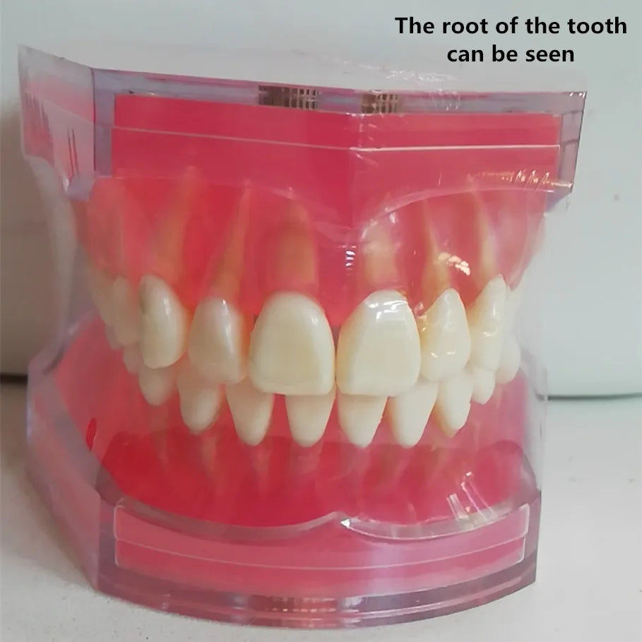 41 Styles Dental Model Teeth Teaching Model Dentist Typodont Orthodontic Jaw Model For Studying   Dentistry Products Accessories