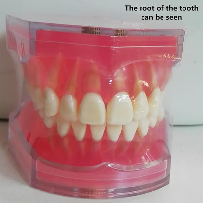 41 Styles Dental Model Teeth Teaching Model Dentist Typodont Orthodontic Jaw Model For Studying   Dentistry Products Accessories